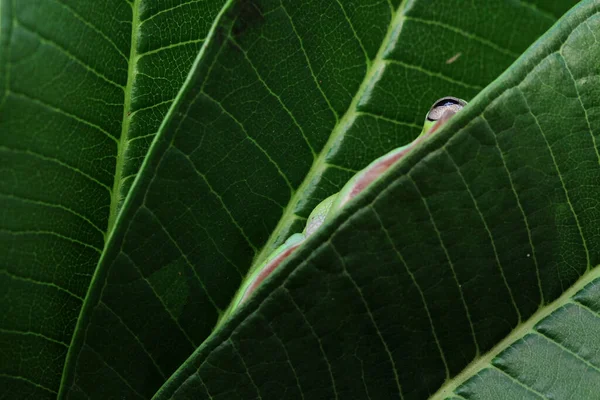 Weißes Laubfrosch Versteckt Sich Zwischen Blättern Indonesien — Stockfoto