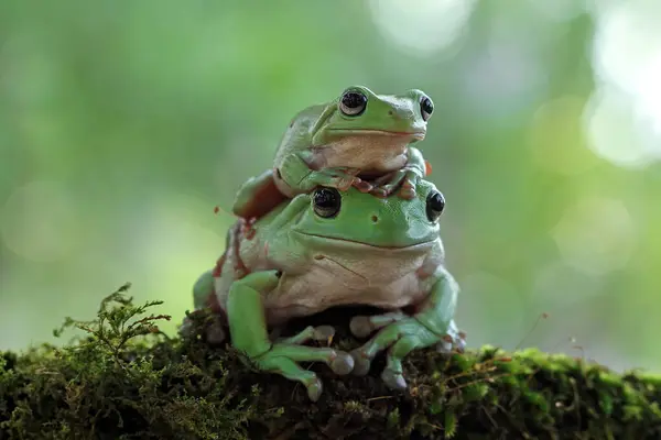 Two White Tree Frogs Sitting Moss Indonesia — Φωτογραφία Αρχείου