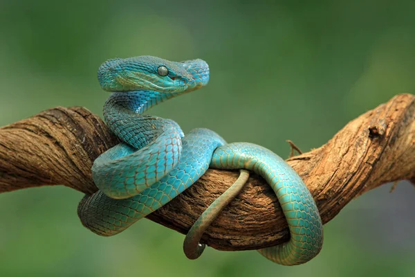 蓝色毒蛇在树枝上准备攻击 印度尼西亚 — 图库照片