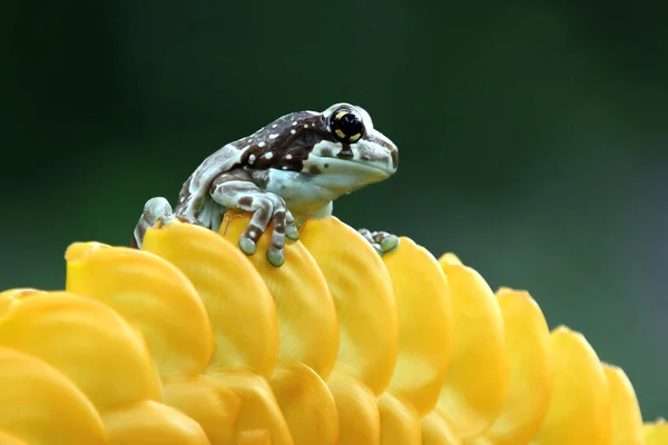 Żaba Mleczna Amazonka Żółtym Kwiatku Indonezja — Zdjęcie stockowe