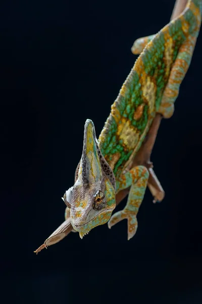 Man Gesluierde Kameleon Een Tak Indonesië — Stockfoto