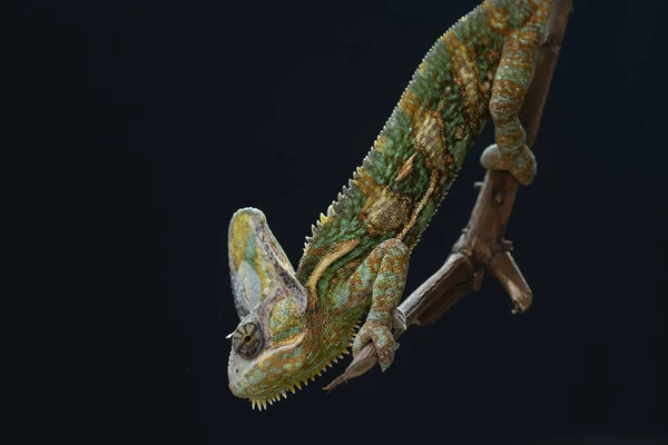 Male Veiled Chameleon Branch Indonesia — Stock Photo, Image