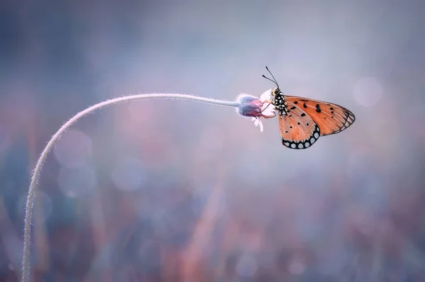 Endonezya Bir Çiçeğin Üzerindeki Kelebeğin Yakın Çekimi — Stok fotoğraf