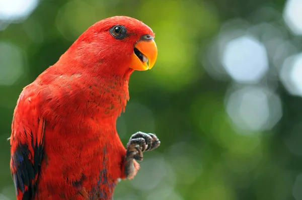 Portret Papugi Gałęzi Indonezja — Zdjęcie stockowe