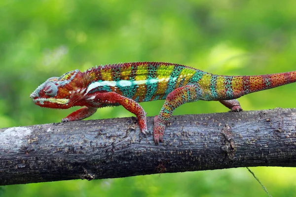 Caméléon Panthère Marchant Long Une Branche Indonésie — Photo