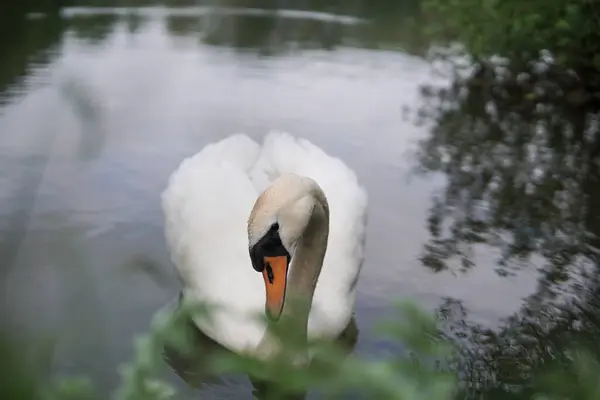 英国英格兰湖畔的白天鹅 天鹅绒色 — 图库照片