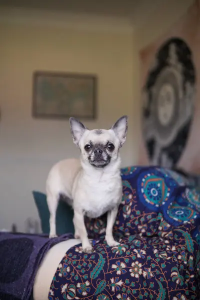 Chihuahua Pies Stoi Kanapie — Zdjęcie stockowe