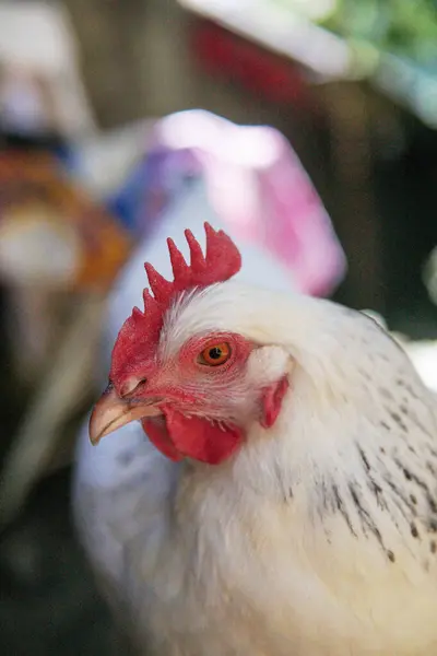 Close Portret Białego Kurczaka Sundheimer — Zdjęcie stockowe