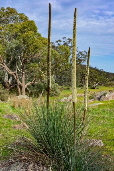 Rural Landscape Kaiserstuhl Conservation Park Barossa Valley South Australia Australia — Stock Photo, Image