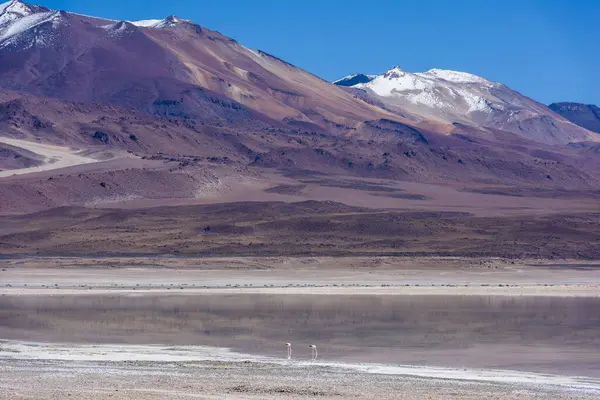 Δύο Φλαμίνγκο Στέκεται Δίπλα Μια Λίμνη Στο Altiplano Βολιβία — Φωτογραφία Αρχείου