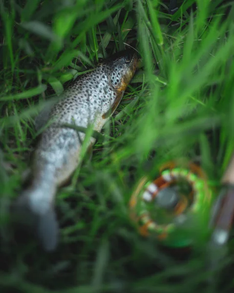 Trucha Marrón Tendida Hierba Junto Una Caña Pescar Con Mosca — Foto de Stock