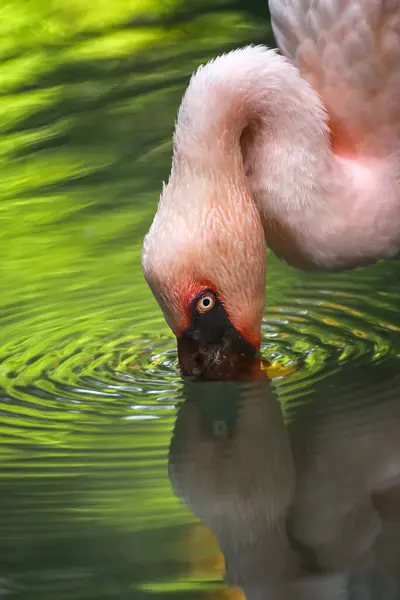 Endonezya Gölde Içen Bir Flamingo — Stok fotoğraf
