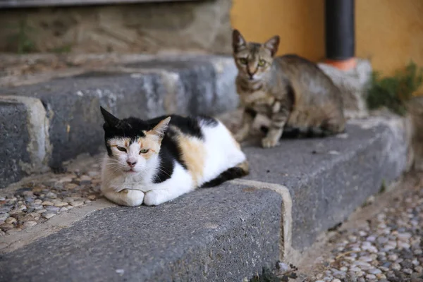 Two Stray Cats Lying Steps Sicily Italy — Stock Photo, Image