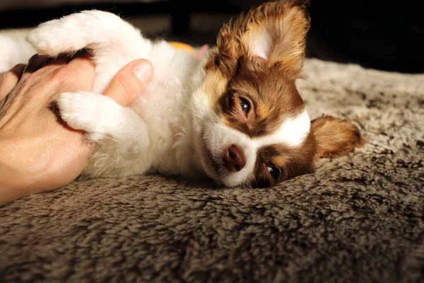 Woman Stroking Chihuahua Puppy — Stock Photo, Image
