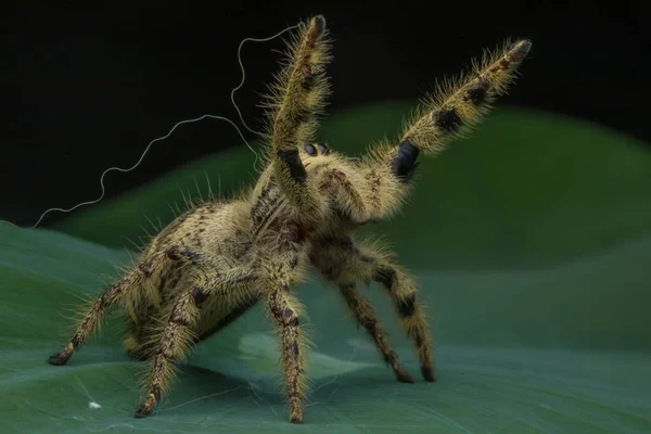 Close Uma Aranha Saltando Uma Folha Indonésia — Fotografia de Stock