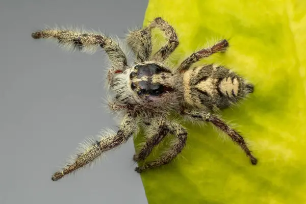 Nahaufnahme Einer Springenden Spinne Auf Einem Blatt Indonesien — Stockfoto