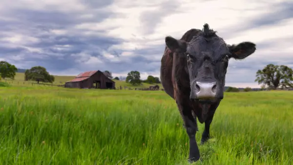 Vache Debout Dans Champ Catheys Valley Californie États Unis — Photo