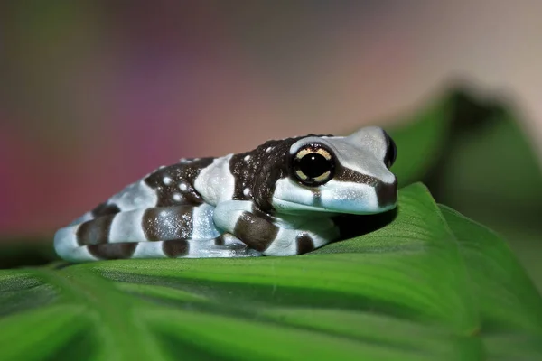 Amazonas Milchfrosch Auf Einem Blatt Indonesien — Stockfoto