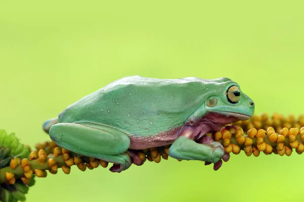 Dumpy Tree Frog Branch Indonesia — Stock Photo, Image