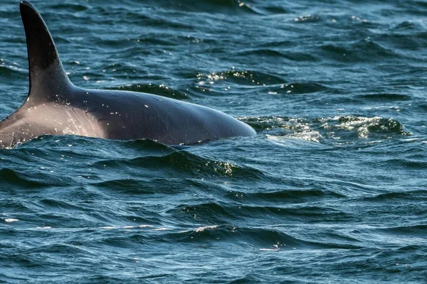 Primer Plano Una Orca Nadando Océano Columbia Británica Canadá —  Fotos de Stock