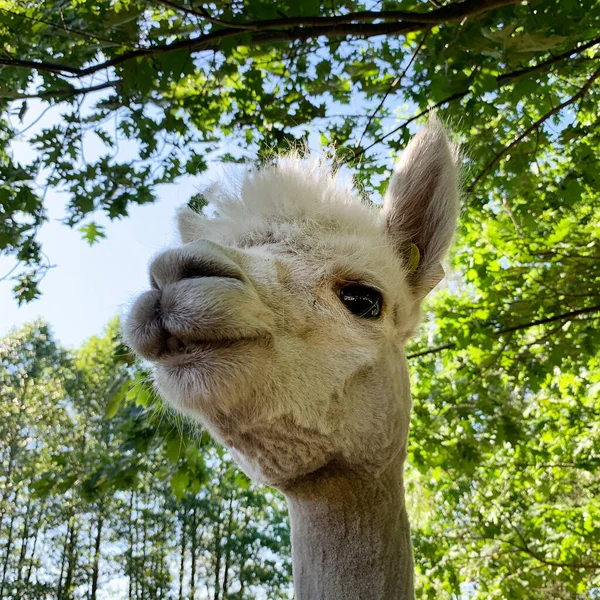 Portrait Alpaca Farm Lithuania — Stock Photo, Image