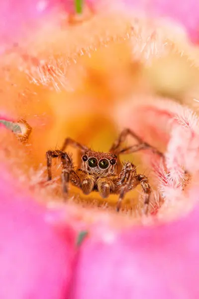 Close Jumping Spider Flower Indonesia — Stock Photo, Image