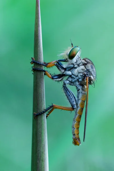 Portrait Robberfly Indonesia — Stock fotografie