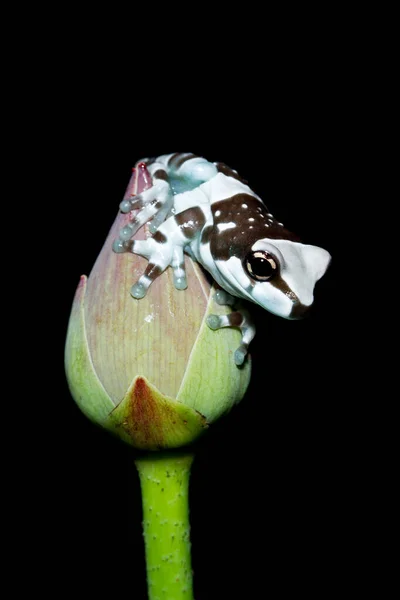 印度尼西亚 亚马逊奶蛙在花蕾上 — 图库照片