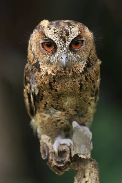 Portrait Hibou Sauvage Plumes Vue Rapprochée — Photo