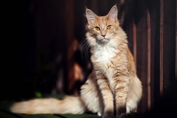 Portret Van Een Maine Coon Kat — Stockfoto