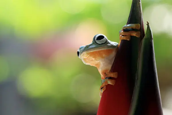 Javan Sapo Árvore Botão Flor Indonésia — Fotografia de Stock