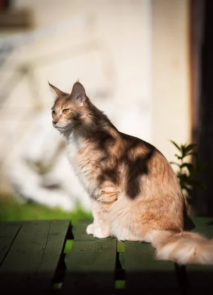 Portrait Maine Coon Cat Sitting Outdoors — 图库照片