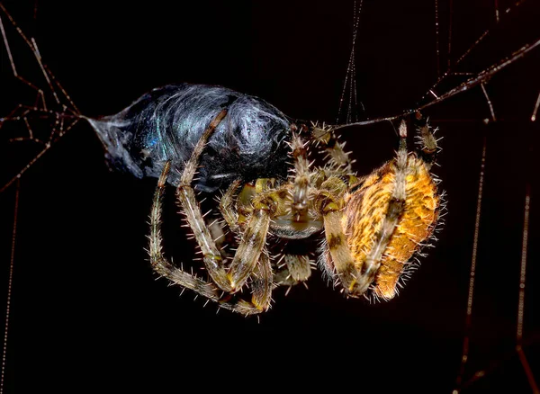 Orb Weaver Spider Capturing Horsefly Αριζόνα Ηνωμένες Πολιτείες — Φωτογραφία Αρχείου