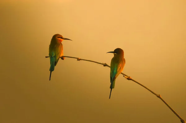 Twee Vogels Een Tak Bij Zonsondergang Indonesië — Stockfoto