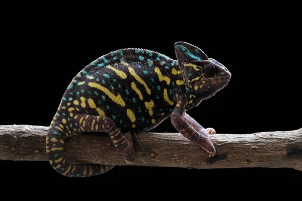 インドネシアの支店にあるVeiled Chameleon — ストック写真