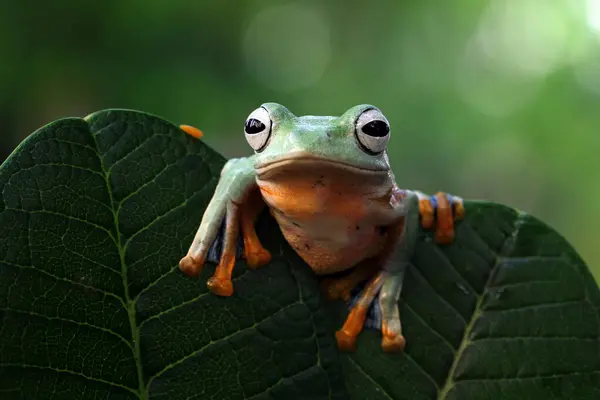 Voadora Rachophorus Reinwardtii Uma Folha Indonésia — Fotografia de Stock