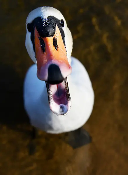 Close Cisne Zangado Lituânia — Fotografia de Stock