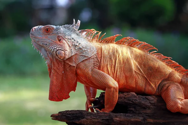 Portret Iguany Gałęzi Indonezja — Zdjęcie stockowe