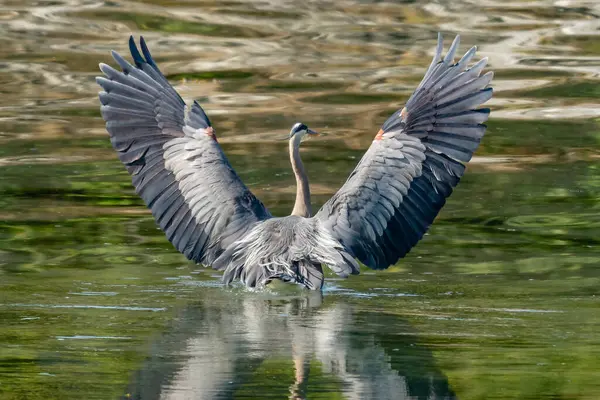 Silberreiher Salish Sea British Columbia Kanada — Stockfoto