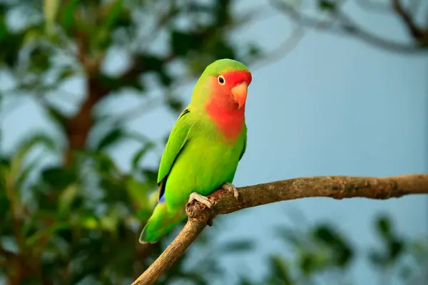 Papoušek Usazený Větvi Indonésie — Stock fotografie