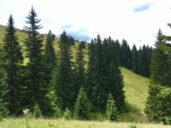 Forest Landscape Jahorina Mountain Bosnia Herzegovina — Stock Photo, Image