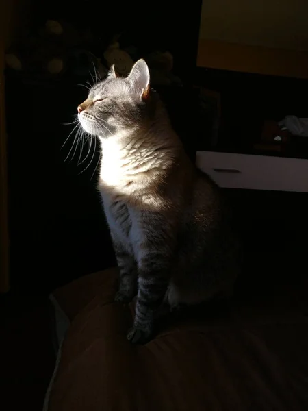 Portrait Cat Sitting Sunlight — Stock Photo, Image