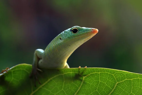 Smaragdový Strom Skink Listu Indonésie — Stock fotografie