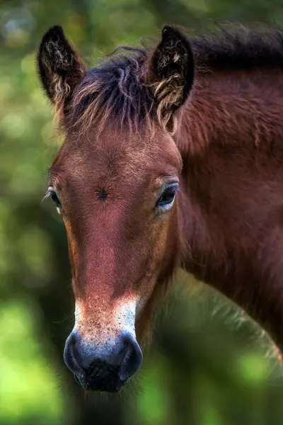 Bir Atın Portresi Urkiola Doğal Parkı Durango Vizcaya Bask Ülkesi — Stok fotoğraf