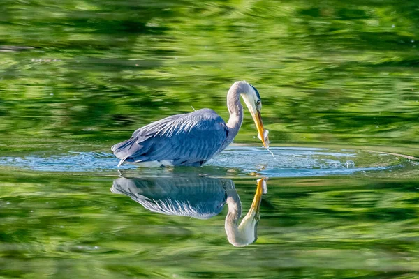 Great Blue Heron Pesca Mar Salish British Columbia Canadá — Fotografia de Stock