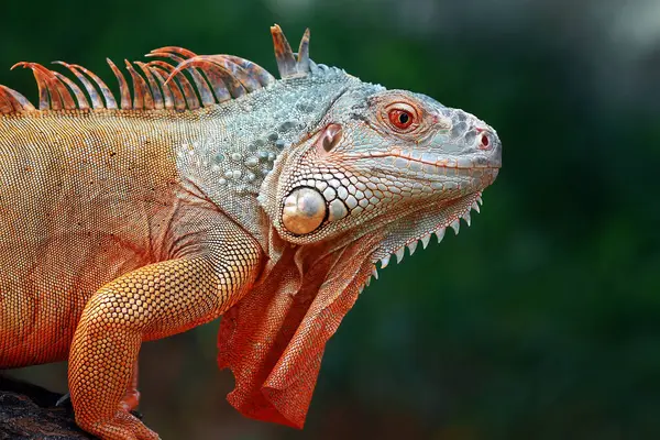 Close Iguana Indonesia — Stock Photo, Image