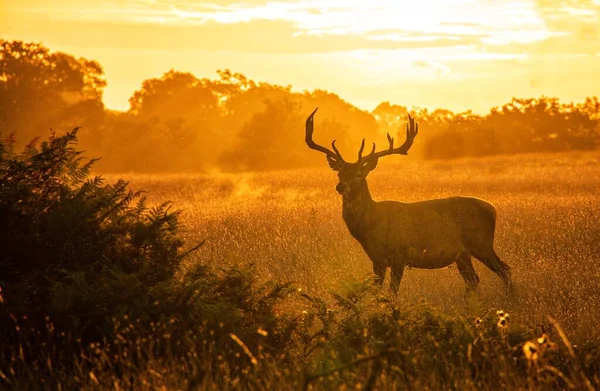 Porträt Eines Hirsches Bei Sonnenuntergang Bushy Park Richmond Thames Großbritannien — Stockfoto