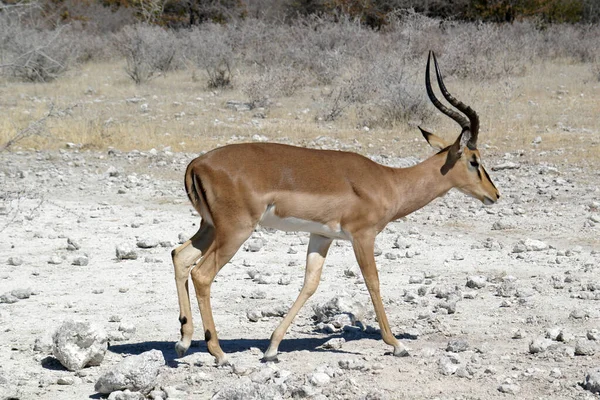 Fekete Arcú Impala Etosha Nemzeti Park Namíbia — Stock Fotó