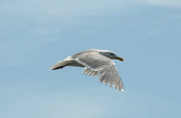 Gaivota Voo Colúmbia Britânica Canadá — Fotografia de Stock