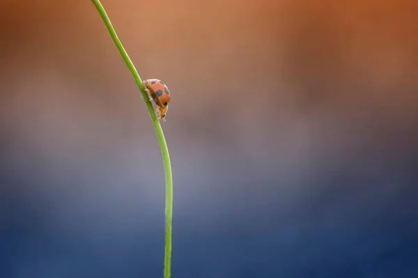 Close Van Een Lieveheersbeestje Een Plant Indonesië — Stockfoto